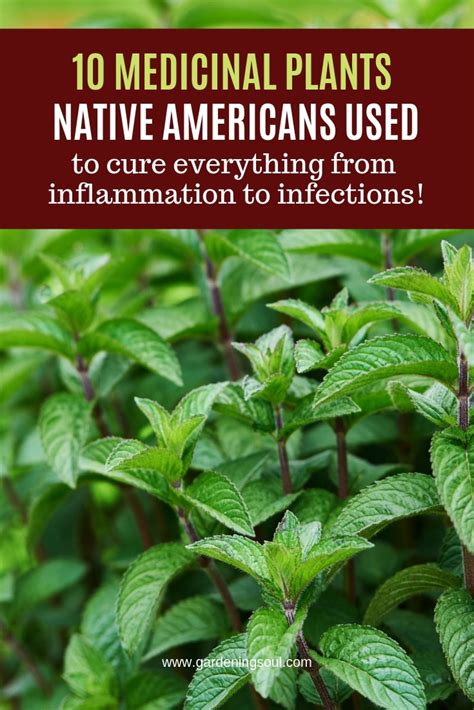10 Medicinal Plants Native Americans Used Gardening Soul