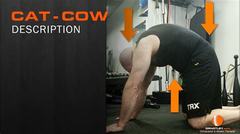 Cat Cow Exercise With Description Winnipeg Chiropractor And Athletic