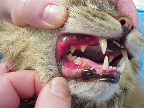 Exclusively Cats Veterinary Hospital Blog The Tooth About Your Cats