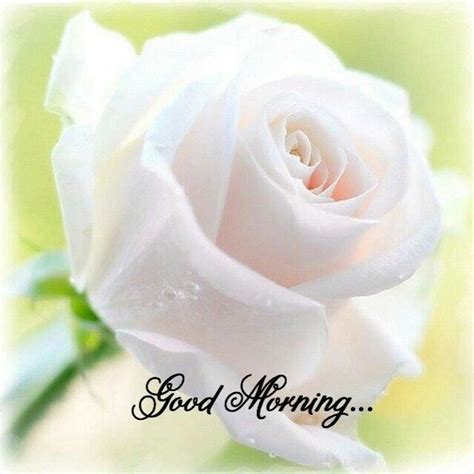 Does the best good morning wish pictures, photos & images? Good morning | Good morning flowers, White rose flower ...