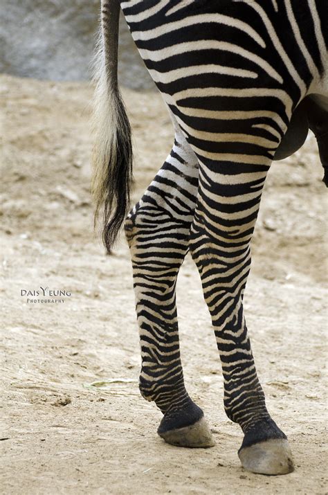 Zebra Legs Daisy Yeung Flickr