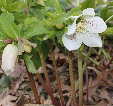 February 2013 Plant Of The Month Hellebore Ut Gardens The State