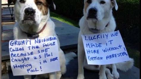 Funny Dog 22 Of The Most Hilarious Dog Shaming Photos