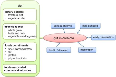 Factors Which Influence The Composition Of The Human Gut Microbiota