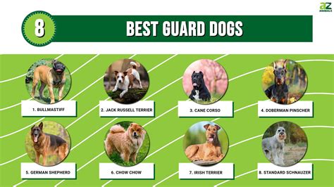 8 Best Guard Dogs A Z Animals