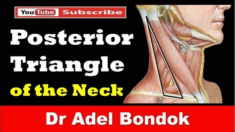 Posterior Triangle Of The Neck Dr Adel Bondok Youtube