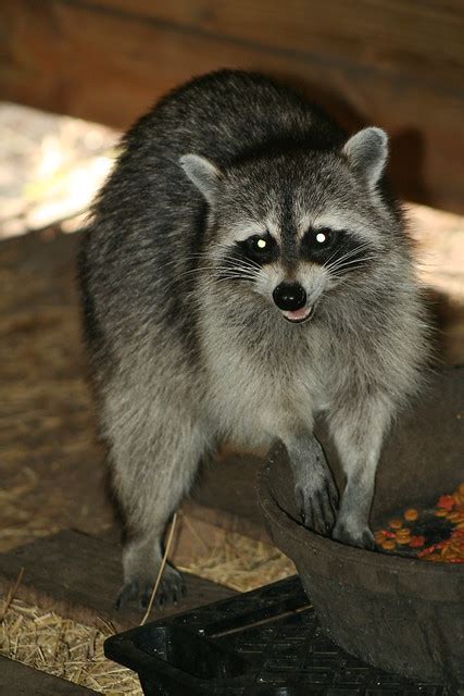 Tap on the trees 200 times or more. Raccoon Eating Cat Food | Flickr - Photo Sharing!