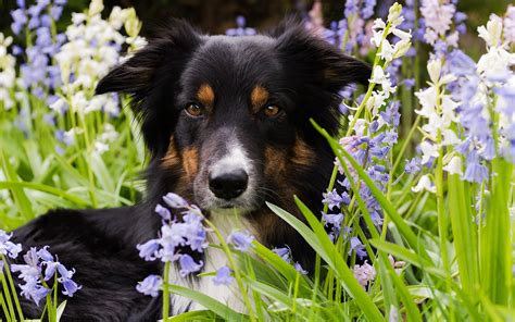 Picture Border Collie Dog Snout Glance Animal 1920x1200