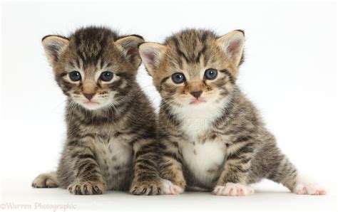 Cute Baby Tabby Kittens Photo Wp42130
