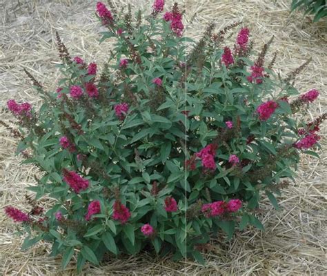 Buddleja Miss Ruby Miss Ruby Butterfly Bush Summer Lilac North