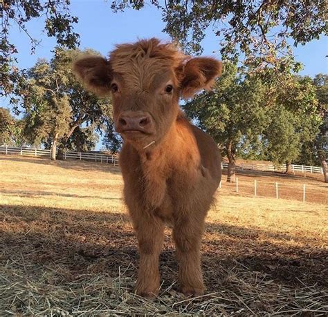 if you ever feel sad these 50 highland cattle calves will make you smile artofit