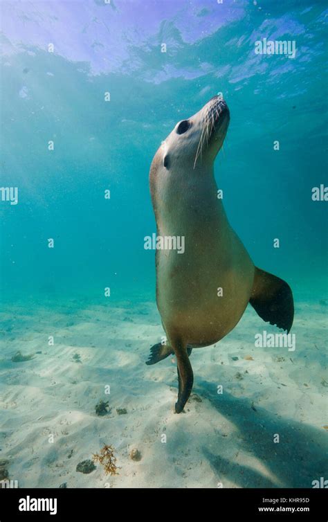 Australian Sea Lion Neophoca Cinerea Underwater Western Australia