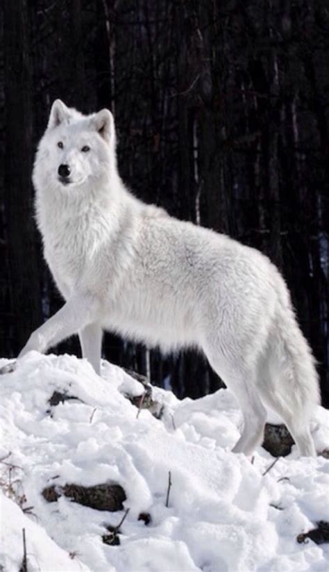 Arctic Wolf Wolf Photos Wolf Pictures Animal Pictures Wolf Love