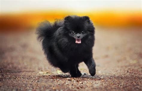 Are Black Pomeranians Rare