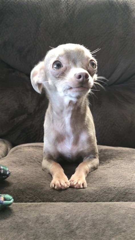 Contact us for short & long haired chihuahuas. #bluechihuahua Oscar the blue chihuahua (With images) | Chihuahua puppies, Cute chihuahua, Chihuahua