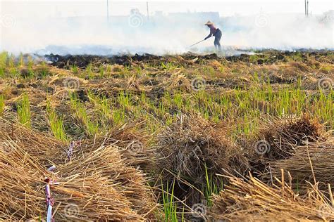 Rice Farming In Taiwan Stock Photo Image Of Asia Farmland 28832022