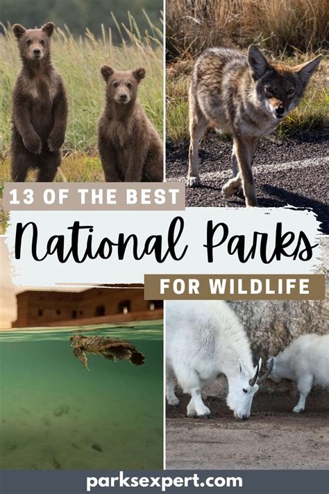 13 Best National Parks For Wildlife Viewing The Parks Expert