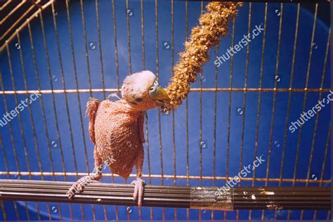 Streaker Bald Budgie Eating Millet His Editorial Stock Photo Stock