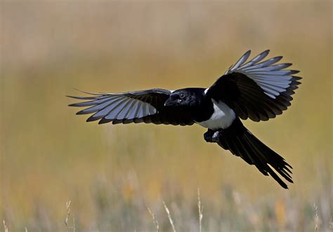 Magpie Wings The Nature Wildlife And Pet Photography Forum