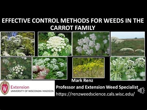 Effective Control Methods For Weeds In The Carrot Family Youtube