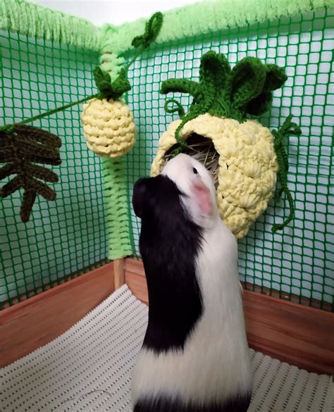 Set Of 3pcs Guinea Pig Accessories For Cage Pineapple Pet Etsy