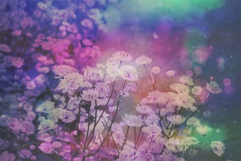 Dreamy Pink Beautiful Floral Background Stock Photo Image Of Glowing