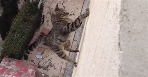 Cat Falling Video Watch The Moment Cat Falls From Three Storey