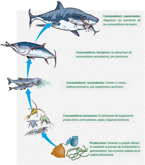 Cadena alimenticia acuática Cadena alimenticia