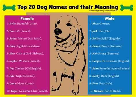 Cute Dog Names Female Cuteanimals