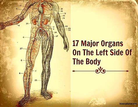 Human Anatomy Organs Left Side