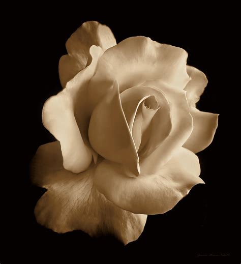 Porcelain Sepia Rose Flower Photograph By Jennie Marie Schell