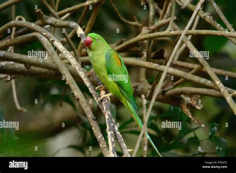 Beautiful Female Alexandrine Parakeet Psittacula Eupatria In Thai