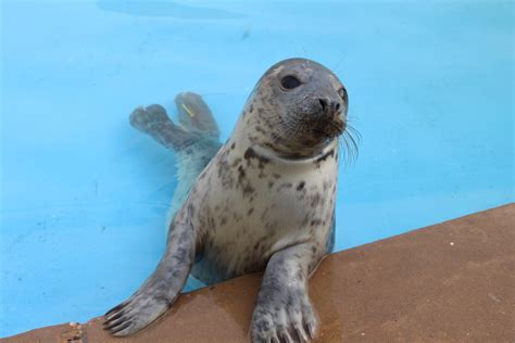 Free Images Biology Fauna Seals Vertebrate Harbor Seal Marine