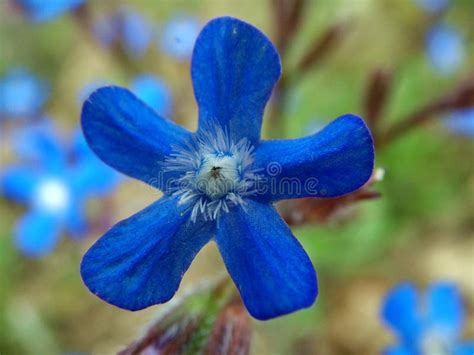 Blue Flower Stock Image Image Of Countryside Flowers 616909