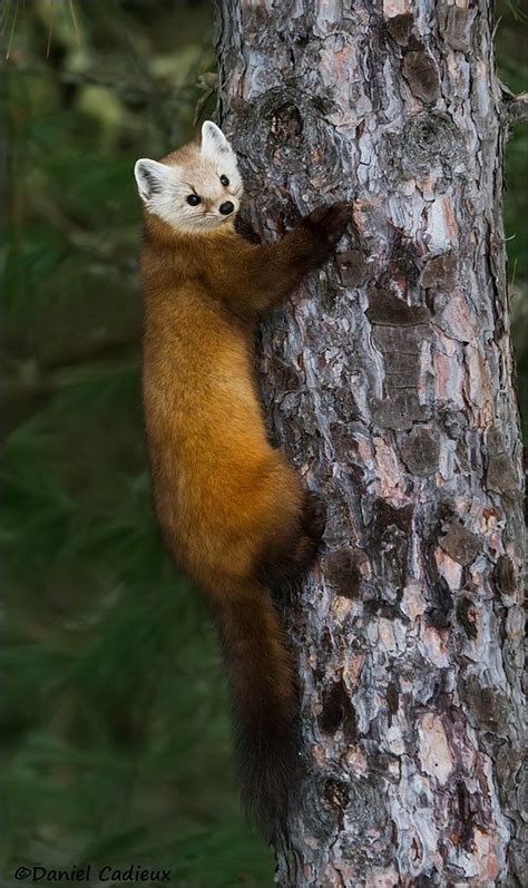 Pine Marten Climbing A Tree Animals Wild Cute Animals Cute Animal