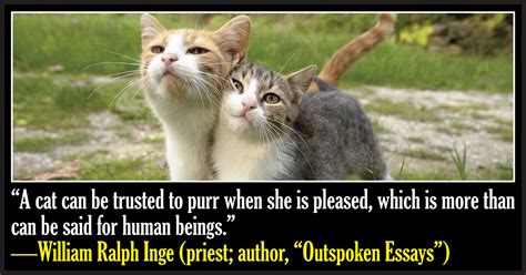50 Famous Quotes About Cats Cute Cat Quotes Cat Quotes