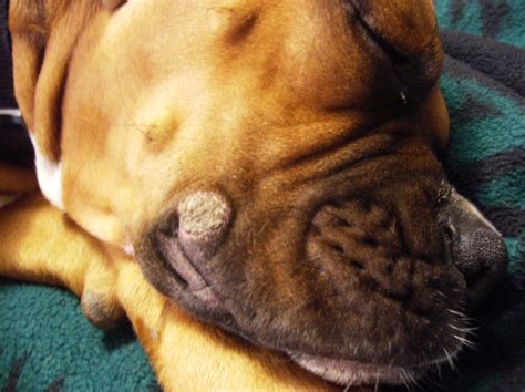 Callus On Side Of Lip Boxer Forum Boxer Breed Dog Forums