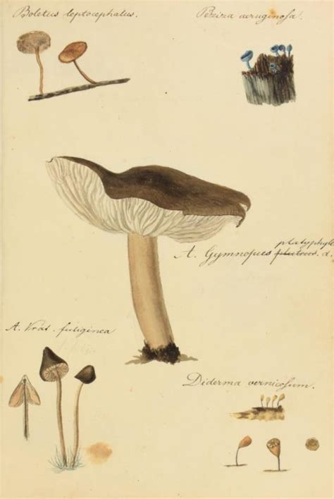 Uncovering Mycological History…One Sketch at a Time - Biodiversity ...
