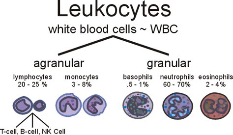 What Are White Blood Cells What Do They Do Med