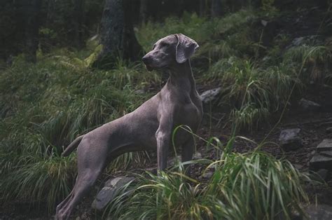 Weimaraner Dog Breed Facts And Personality Traits