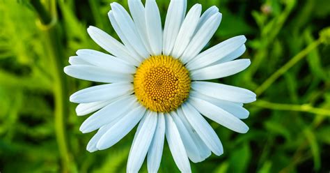 It's hard to academically define intelligence quotient and we're doing our best to give you an accurate assessment. What Is My Favorite Flower? - Quiz - Quizony.com