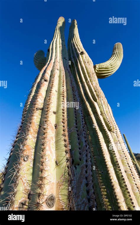 The Twins Giant Saguaro Cactus Carnegiea Gigantea Saguaro National