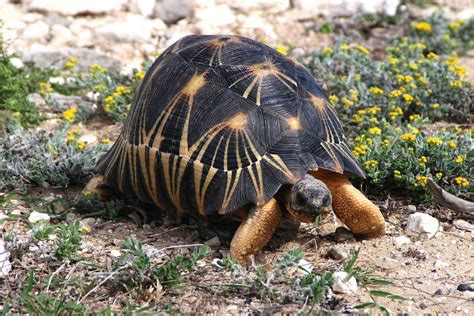 Radiated Tortoise Animal Wildlife