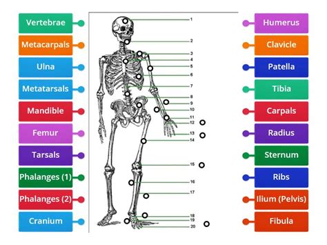 Label The Skeletal System Labelled Diagram