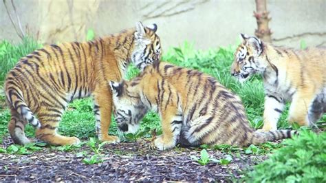 Tiger Cubs Public Debut Youtube