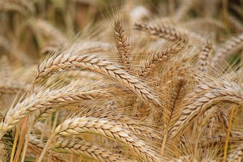 What Is Barley Where It Grows Benifits Of Barley Nepal Kirana