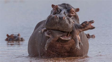 Fotopreis Naturfotos F R Nervenstarke Drastische Bilder Beim Wildlife