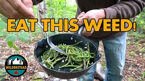 Broadleaf Plantain Harvesting And Cooking The Flowering Shoots Forage