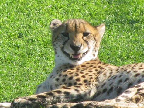 Smiling Cheetah By Stodd494 On Deviantart