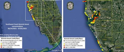 Red Tide Causing Fish Kills In Pinellas Pasco And Hillsborough